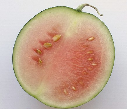 Immature Watermelon Half